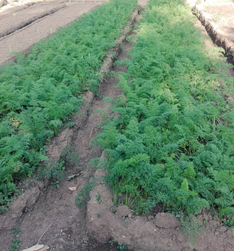 Kenko1stO's tweet photo. i want to be a rabbit!? organic carrot.
#organicfarming #kenko1storganic #organiccarrot #kenko1st https://t.co/i8GtbJUfwc