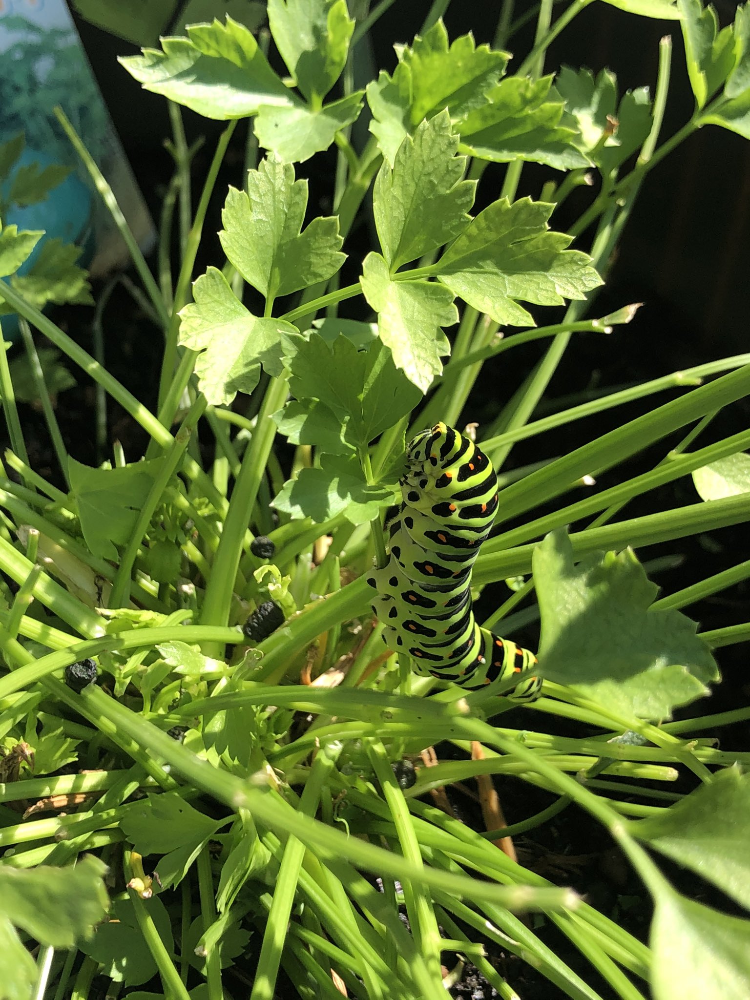 さくぴーマン あのねみんな 芸術家ってのは頭がおかしいんだよ 著名な芸術家はみんなそう ピカソもゴッホもベートーヴェンも頭がおかしかった 私もね イモ を生みだす芸術家だから頭おかしいんだ