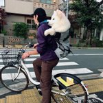 ムクムクボディが魅力的!自転車でドッグランに向かうサモエドの姿が可愛すぎ!