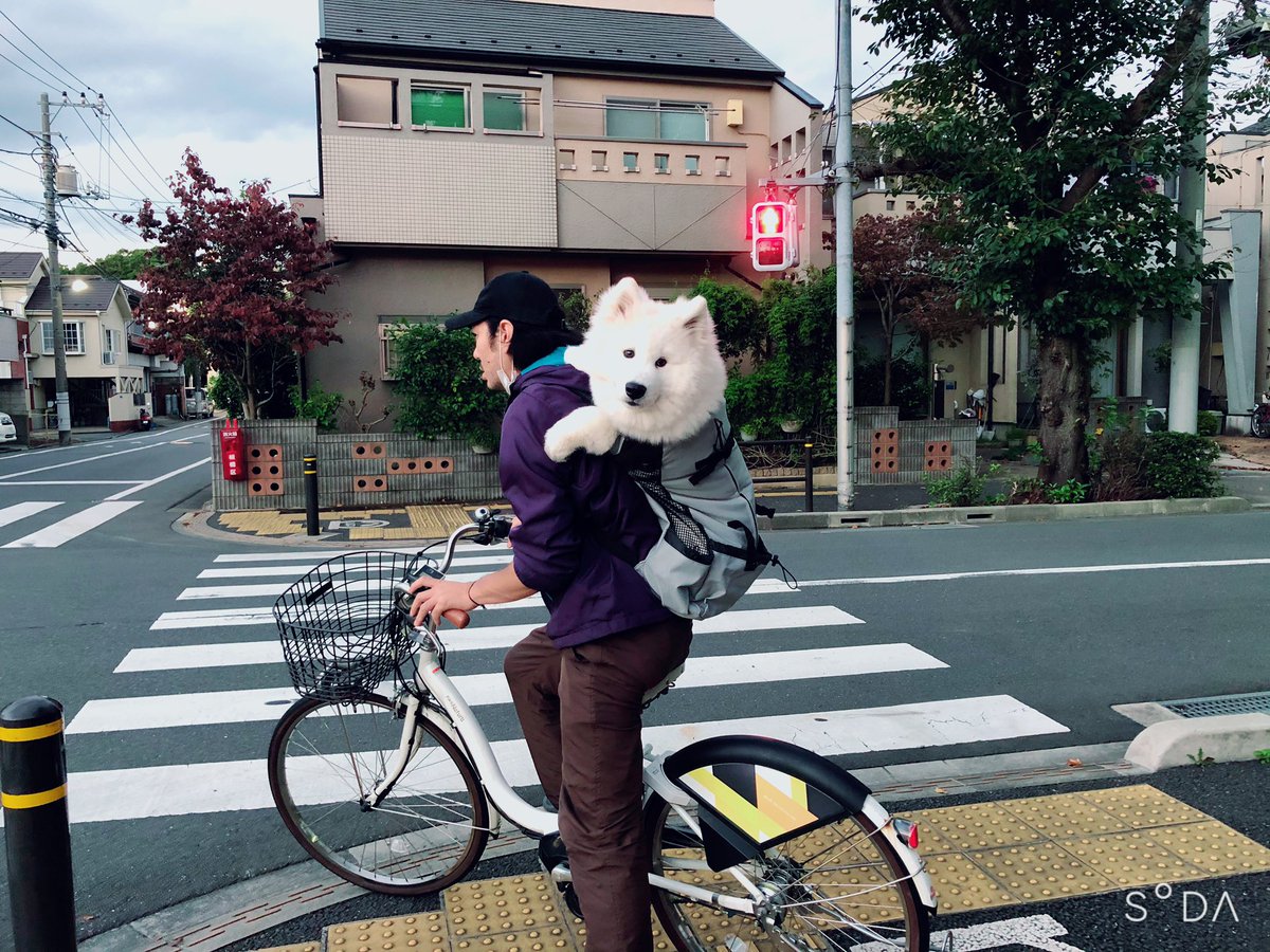 おんぶされ自転車でドッグランに向かうワンちゃんのボリュームと可愛さが凄くて二度見必須 これ生のお犬 ぬいぐるみ背負ってるみたい Togetter