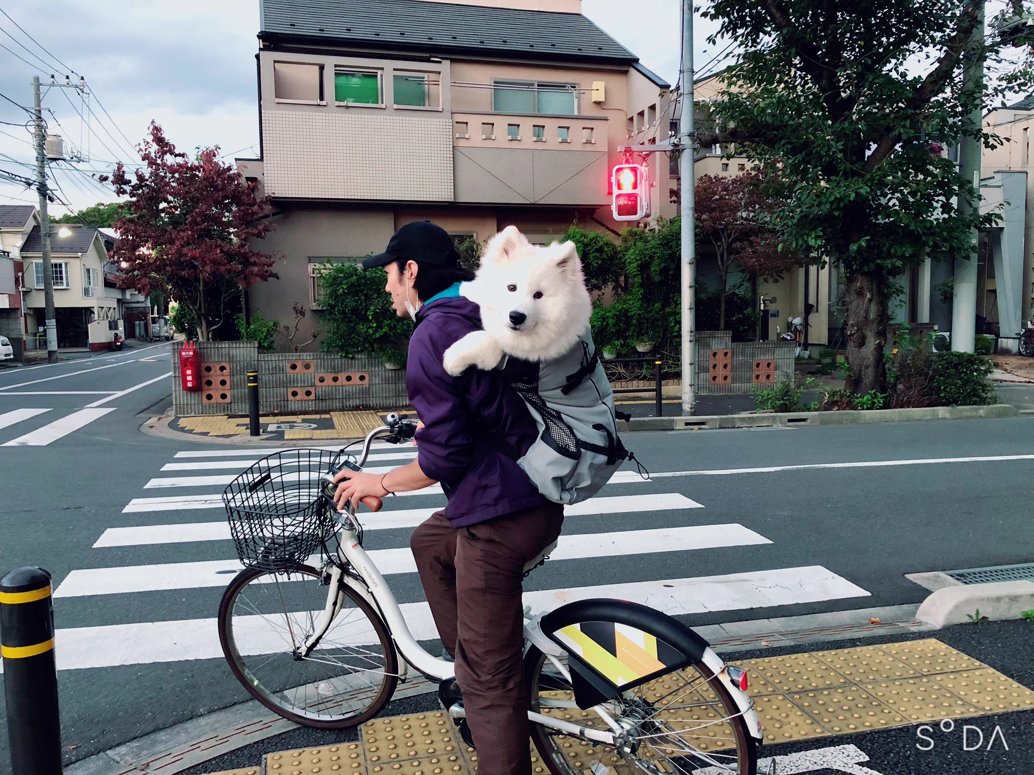 ムクムクボディが魅力的！自転車でドッグランに向かうサモエドの姿が可愛すぎ！！