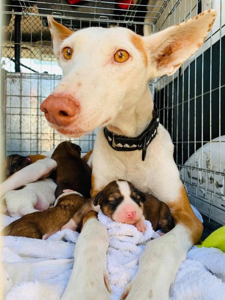 Galgos del Sol tweet media