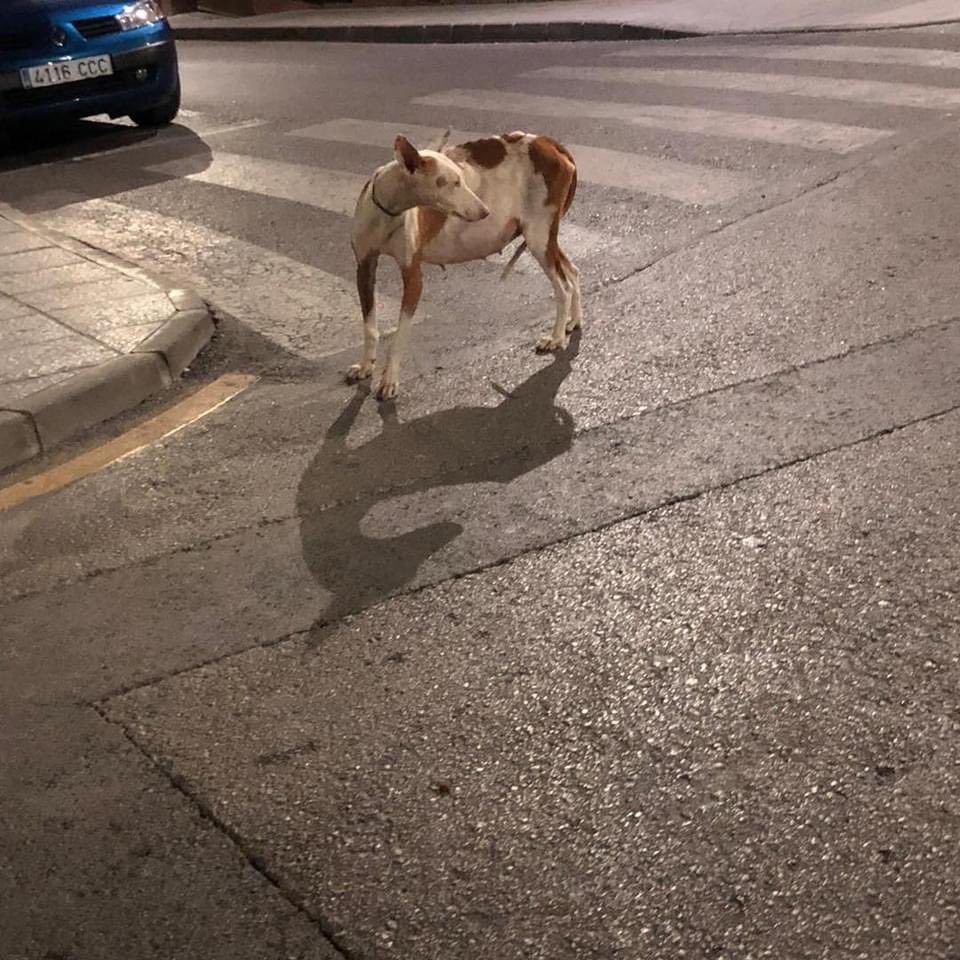 Galgos del Sol tweet media