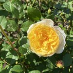 ツイートに含まれる画像