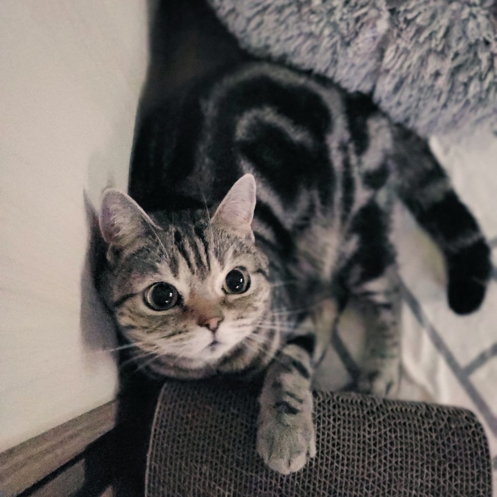 사냥감을 노리는 맹수고앵