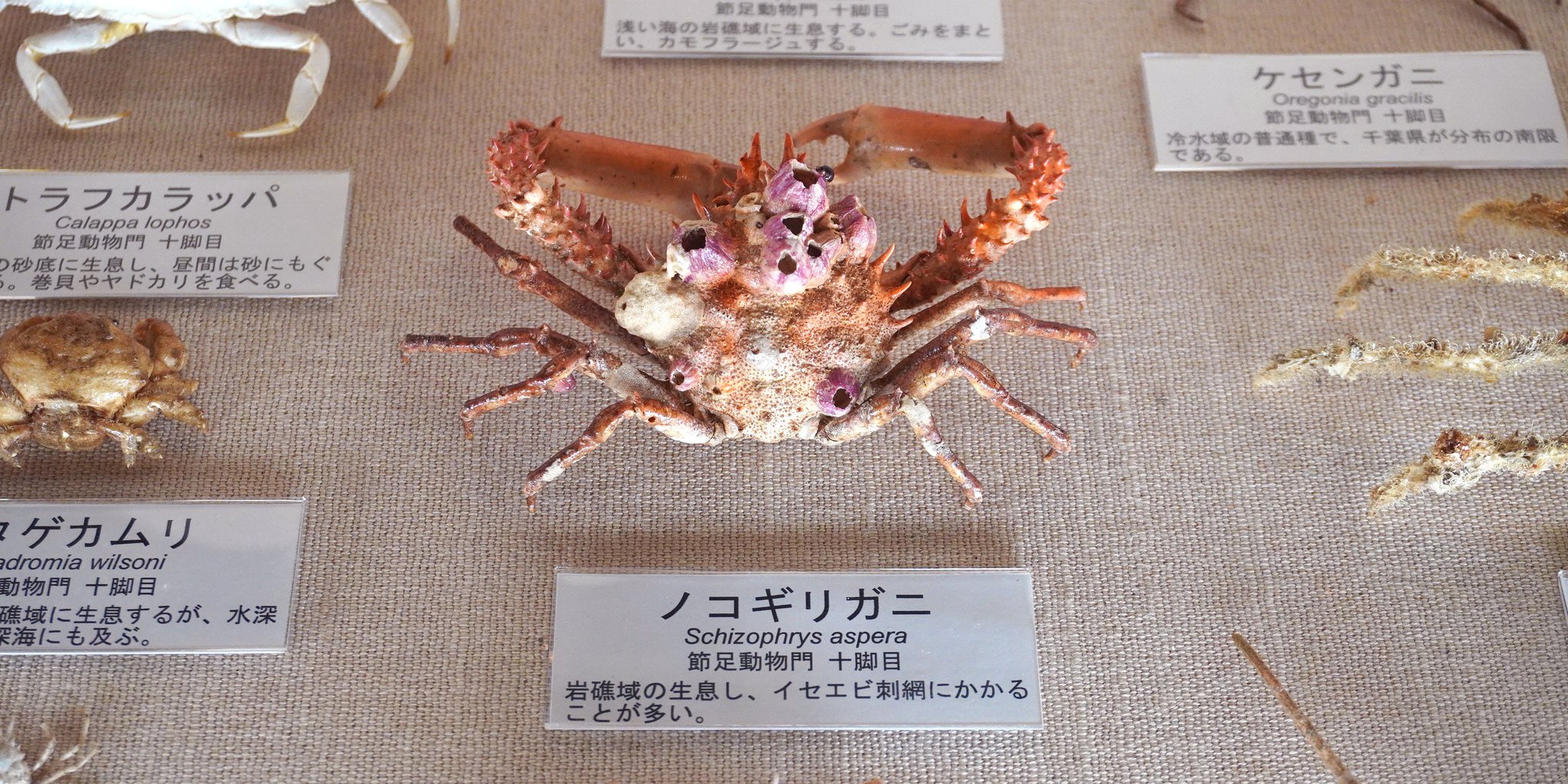 希少 カブトガニの甲羅 脱皮殻 標本 メス N8