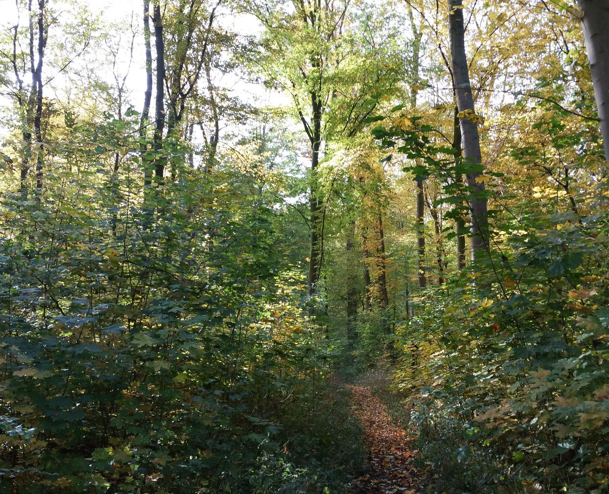 AWA1956's tweet photo. Goldener Oktober 2020 💛💚🌞😍 https://t.co/kNREo3NDj7