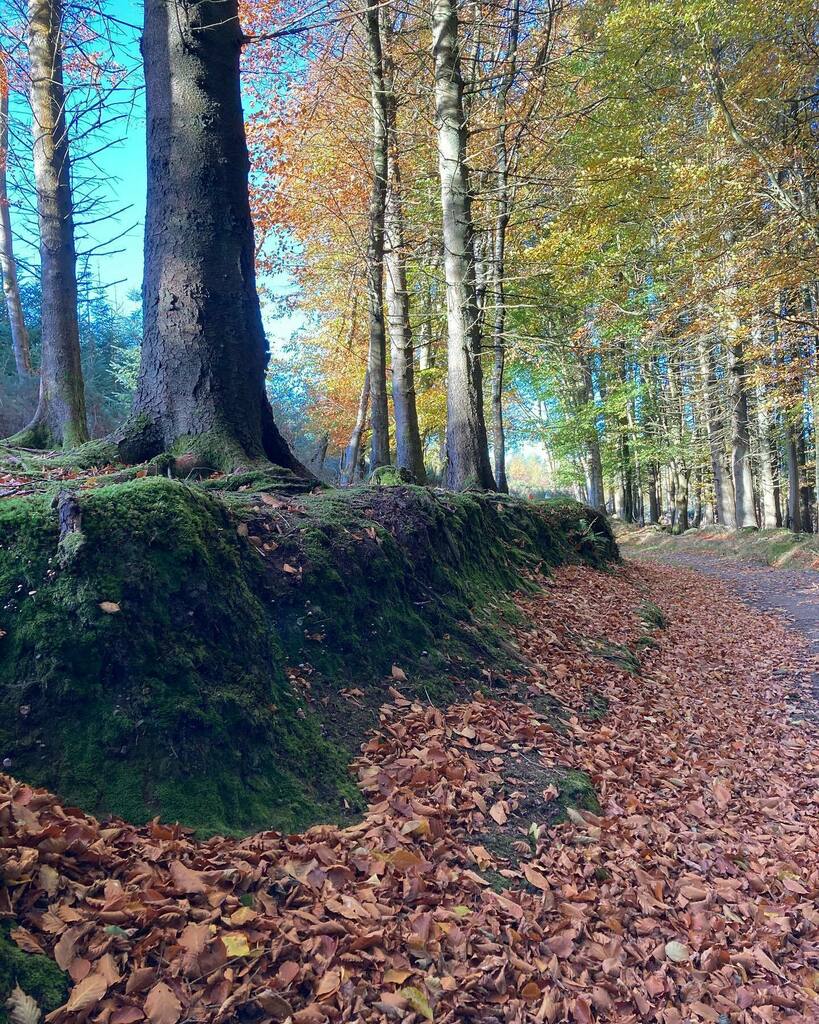 conorporeilly's tweet photo. 5k from home, up in the Dublin Mountains, forest walk https://t.co/fT0DIOzZal https://t.co/m6SQOREDHN