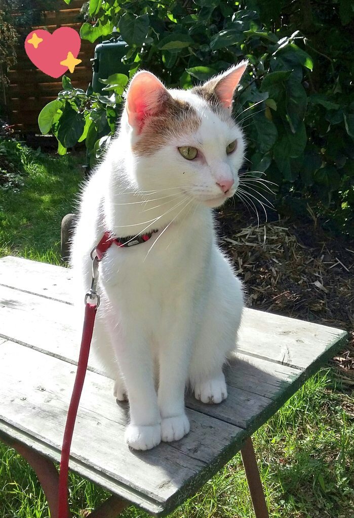 TrudiWaldfee's tweet image. Hach toll. Endlich wieder Normalzeit. Endlich Zeitumstellung. Habt ihr alle dran gedacht? 
Ich finds toll. Meinen Menschen geht es dann viel besser und sie kriegen alles besser auf die Reihe. Nicht gegen die innere Uhr. Da geht's doch jedem besser. #Zeitumstellung #Normalzeit