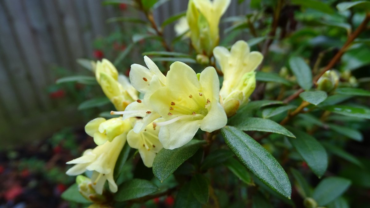 R. 'Yellow Hammer' flowering for the second time this year, such a welcome sight, enhancing the autumn colour.
