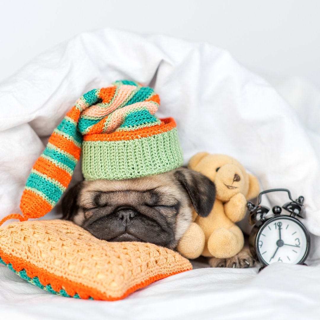 SEBO_UK's tweet photo. With the clocks going back, who had a cosy lay in...?
#ClocksChange #CuteDog #SEBOUK #SEBOing #LoveSEBO #BestVacuum #VacuumCleaner https://t.co/VnJIem8mBi