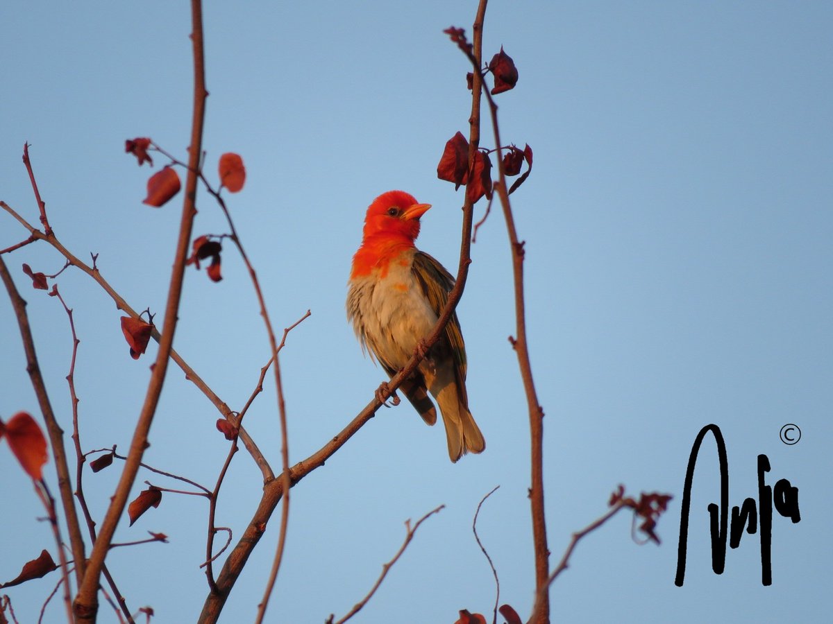 AnjaBSch's tweet photo. #Beautiful #Botswana π§πΌ #Francistown
#Readheaded #Weaver
Breeding male sitting on top of the mopane tree catching the last rays of the sun.
#SundayThoughts #birds #photography #nature #RediscoverBotswana #ILoveBotswana https://t.co/YrXYxxjhCu