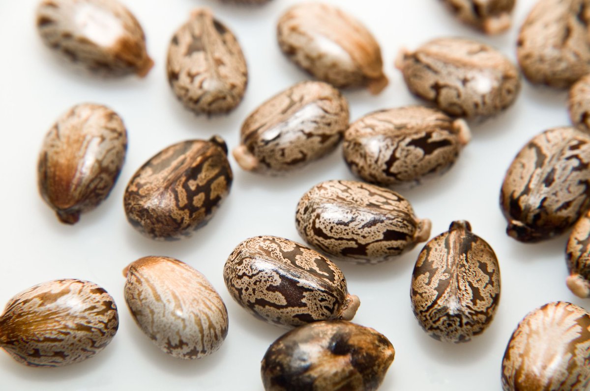 حب الخروع
من الأخطاء الخطيرة التي نسبت لإبن سينا أو حدث خطأ في النقل من مخطوط كتاب القانون عند ذكر فوائد بذر الخروع (وإن لقي من حبه ثلاثون حبة عدداً ودقّت وسحقت وشربت أسهلت بلغماً) حب العرش سام والبعض دخل العناية بسبب شرب أقل من 5حبات.