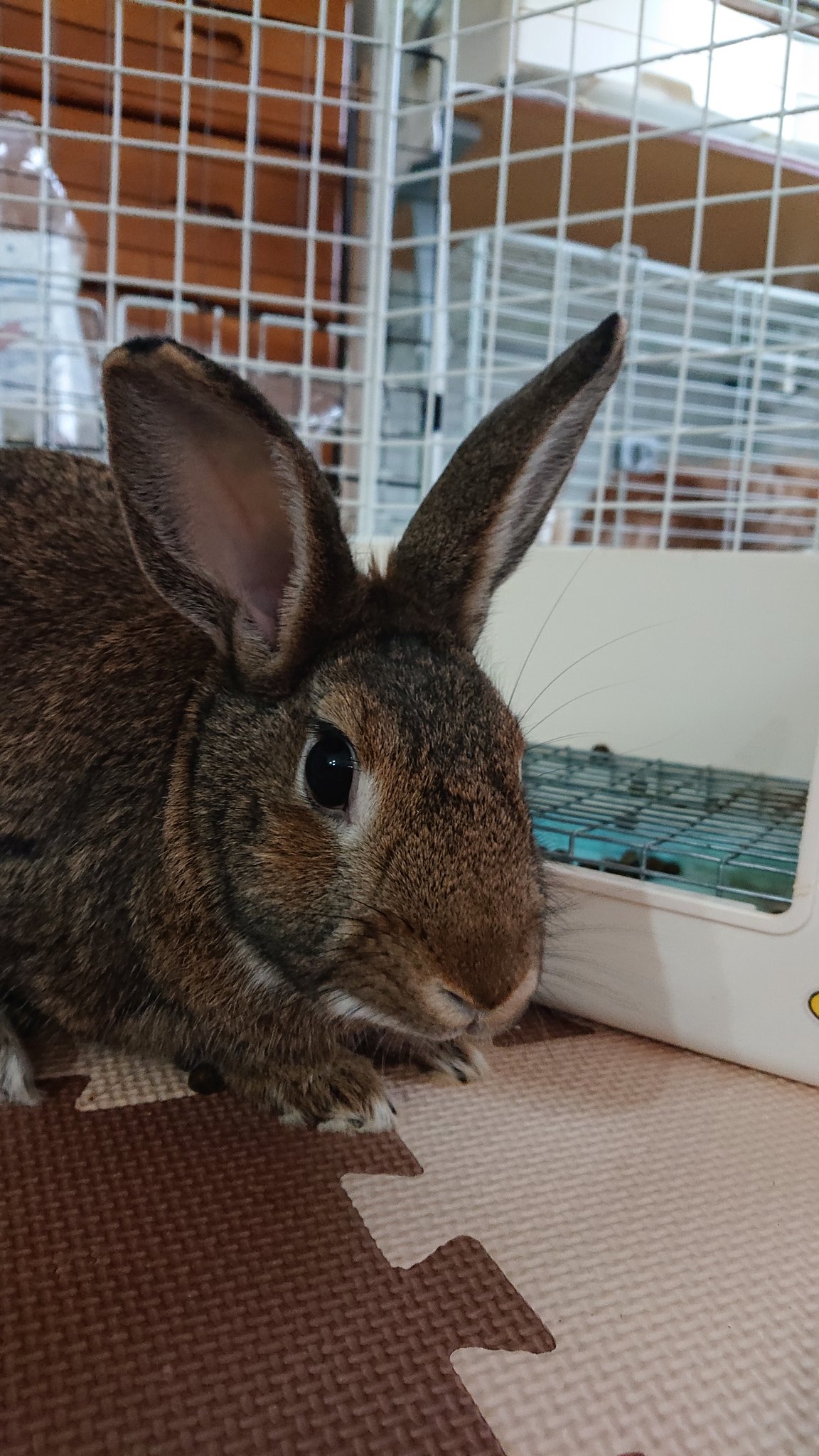 うっとこのこ Twitter Search Twitter