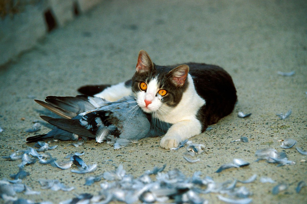 non cat owners LOVE WILDLIFE   CATS OWNERS DO NOT THEY EXCUSES , FOR SELF LOVE,  ITS NOT NATURE ITS WAR LIKE HUMANS DO,
