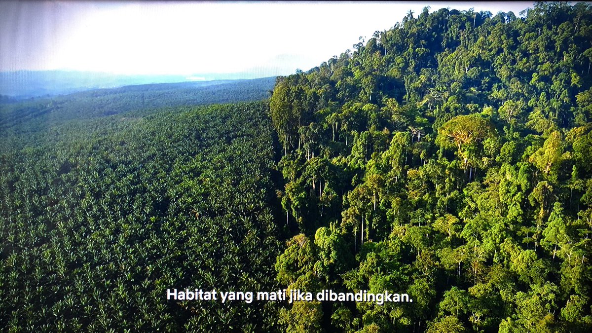 FiersaBesari's tweet photo. Nonton “David Attenborough: A Life on Our Planet”, sebuah film dokumenter asal Inggris. Pas masuk ke bagian penjelasan tentang hutan Kalimantan, langsung nyes lihatnya https://t.co/oDcTdhykqg