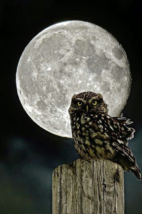 orionx10's tweet photo. La noche murmura
Emula recuerdos
Suspira tu cielo...🦉 https://t.co/0RkHmEXOJQ
