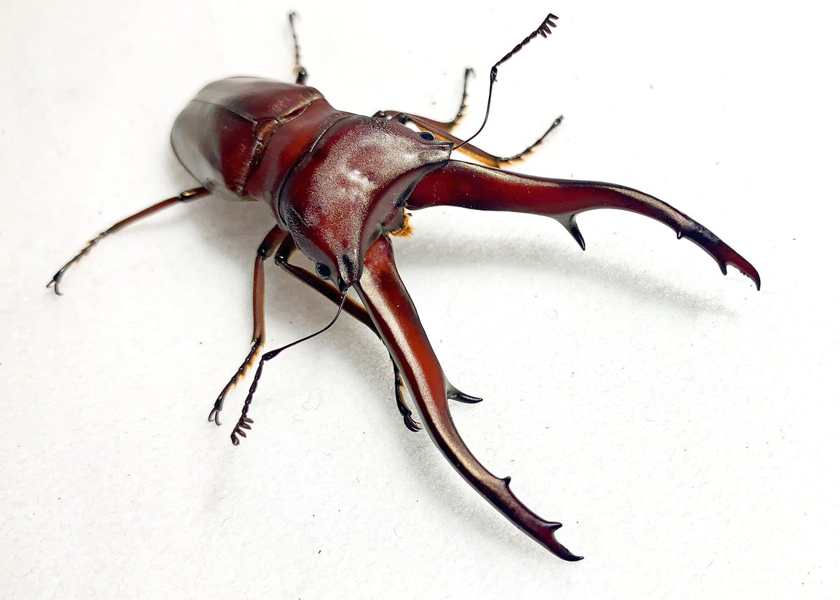 *大型　顎太良型　インペラトールホソアカ♂野外標本 あいでぃる on X