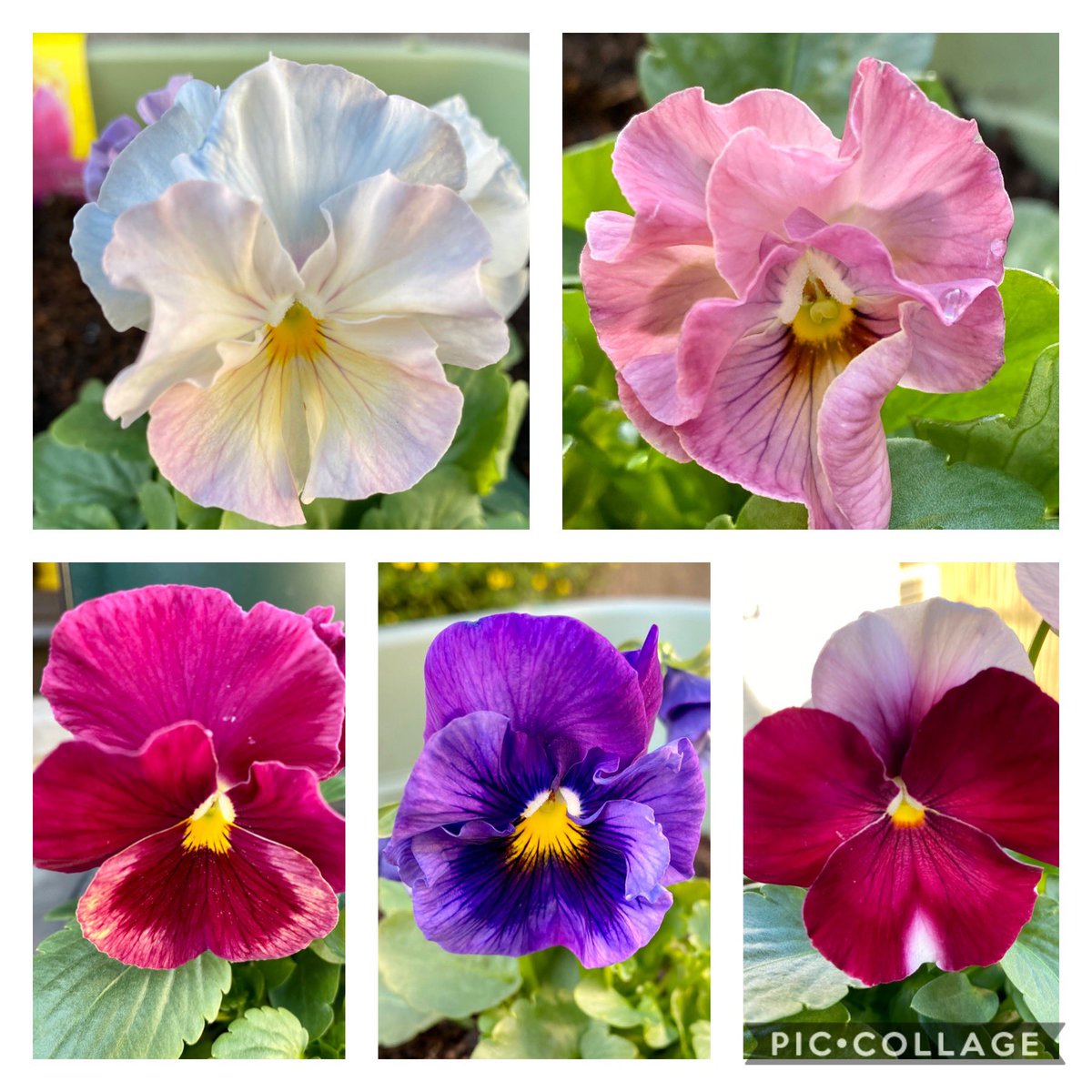 みかんにゃんroku 私も 白いフリフリが1番好きです よーくみると黄色やら水色が混ざってる可愛いパンジー シエルブリエって名前でーす ﾟ ﾟ