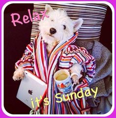 CartersCollecta's tweet photo. #SundayMotivation - #StaySafe
#SemiShielding
Up (new) 5am - crap night, Lily ditto
Feeling betterer but light sensitive
Theme: #Animals
Priorities:
Do what I can
Stuck for #GiftIdeas?
See our #Antique / #Vintage / #Collectables website for inspiration
https://t.co/NPLKhy4hIL https://t.co/0UBrsxiruN
