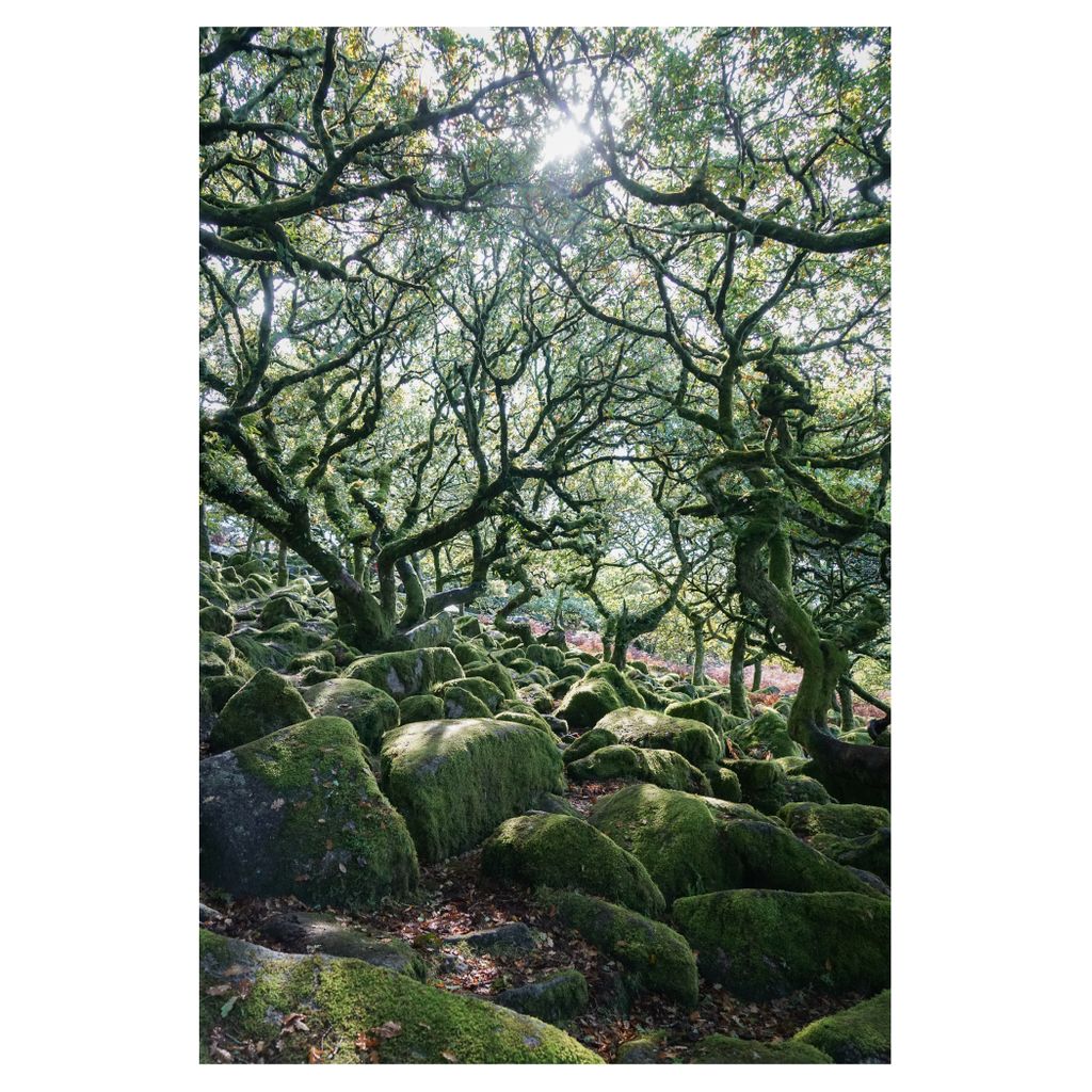 Glorious mossy boulders below a canopy of english oak, almost like organic topiary forms from a distance. 
.
.
.
.
.
#rockscape #boulders #bouldering #englishoak #sundayreading #sundayinspo #topiarygarden #zengarden #inspiredbynature #walking #sssi #oakland #dartmoor #mossscape