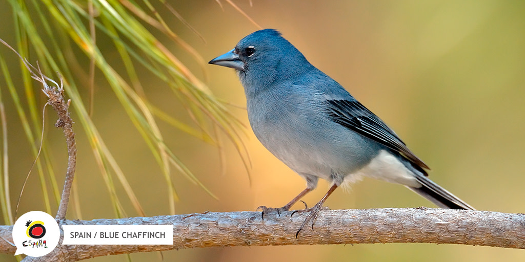 spain's tweet photo. This lovely little bird, #PinzonAzul (or blue chaffinch) lives in the #CanaryIslands, predominantly in the mountains on #Tenerife.
If you're lucky, you can spot it while hiking through the #CoronaForestal Nature Park. 👀
👉 https://t.co/LiU4FXXw81
#SpainAwaitsYou #SpainNature https://t.co/Inio0zyydM