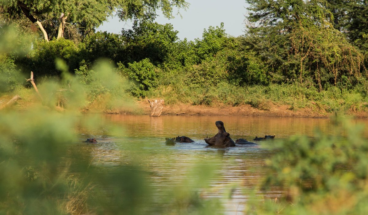 RETURNAfrica's tweet photo. How Sundays should be spent.
.
.
.
Image: Ranger Diaries
#RETURNAfrica #PurePafuri #MyPafuri #LuxuryTents #Pafuri #Safari #SouthAfrica #WeLoveAfrica #NorthernKruger #Kruger #Travel #Explore #MeetSouthAfrica https://t.co/mGwQMorTsv