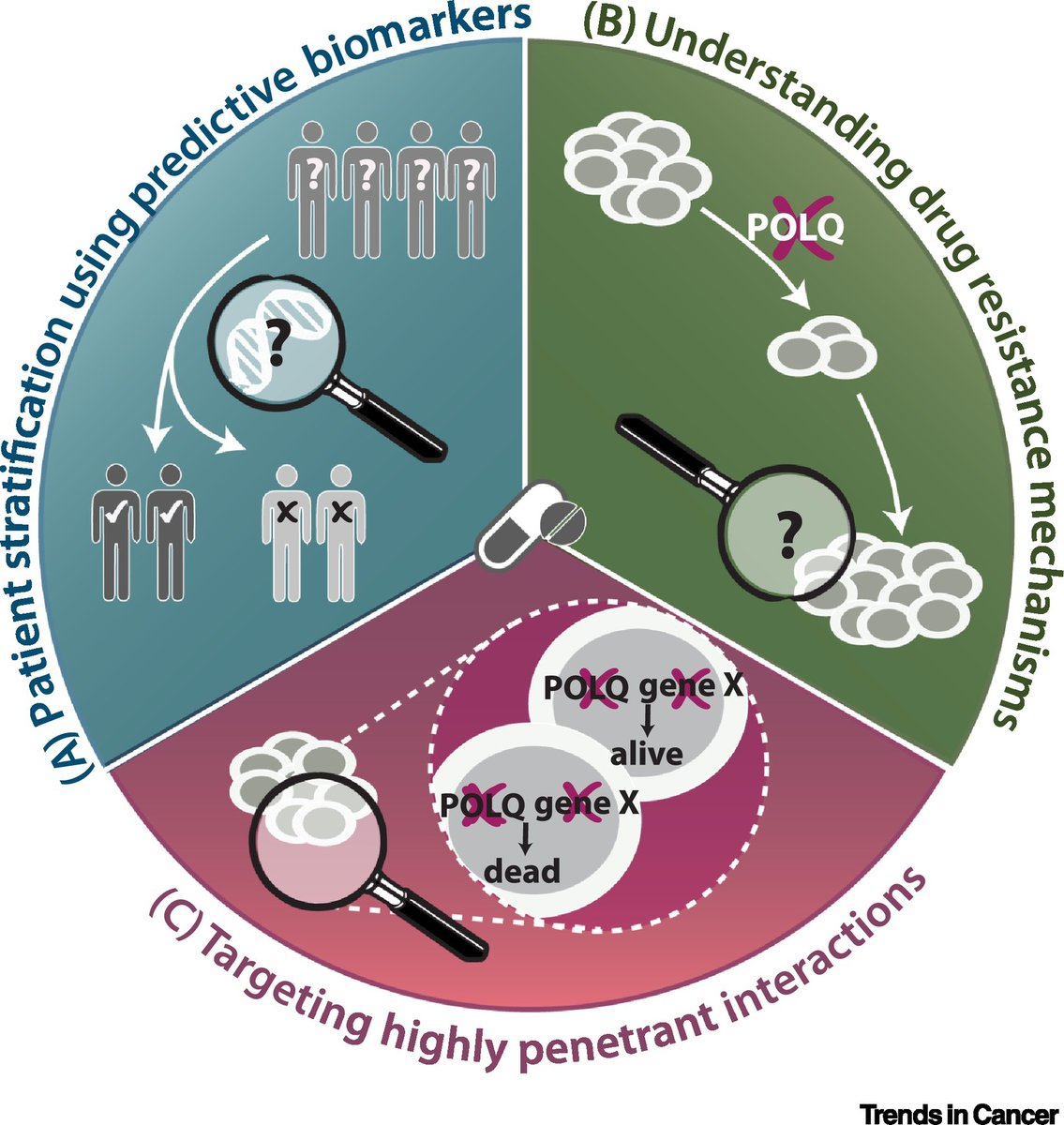 Joanna Loizou (@loizoujoanna) on Twitter photo The DNA polymerase POLQ is synthetic lethal with other DNA repair genes in cancer. Our review on targeting POLQ in #Cancer therapy is now online <a href="/trendscancer/">Trends in Cancer</a> #openaccess. Written by our talented team members <a href="/AnnaSchrempf/">Anna (Schrempf) Hanzl</a> and <a href="/Jana79849530/">JanaSlyskova</a>. Full article👇
sciencedirect.com/science/articl… The DNA polymerase POLQ is synthetic lethal with other DNA repair genes in cancer. Our review on targeting POLQ in #Cancer therapy is now online <a href="/trendscancer/">Trends in Cancer</a> #openaccess. Written by our talented team members <a href="/AnnaSchrempf/">Anna (Schrempf) Hanzl</a> and <a href="/Jana79849530/">JanaSlyskova</a>. Full article👇
sciencedirect.com/science/articl…