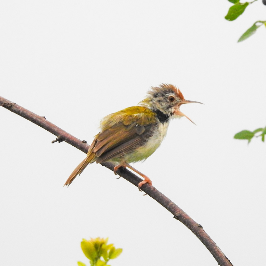 Common Tailorbird
 #wildlife #wildlifephotography #TwitterNatureCommunity #BirdTwitter #birds #birding #birdphotography #bird #birder 

youtu.be/-zhlWJYcjNg