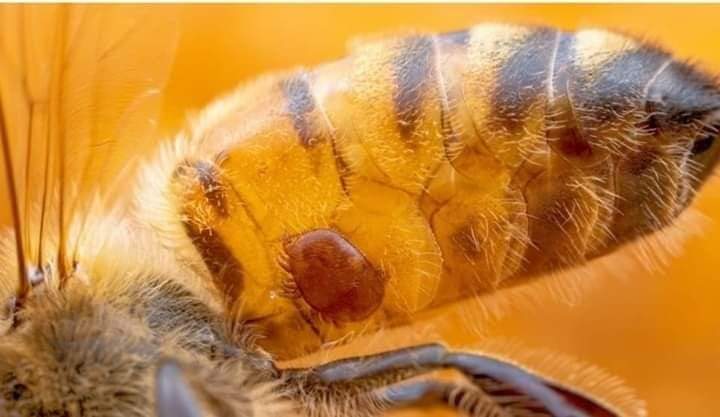 Varroa alojada en el metasoma de la abeja alimentándose de cuerpo graso.