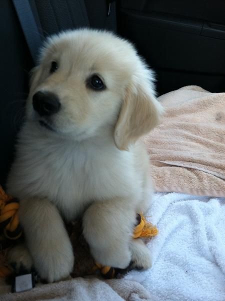 I like sitting in one corner of my room 🙂🙂

Friends 💖💖 follow ,share &amp; tag someone also stay with us for more <a href="/dogserves/">Dog Serves</a>

:

:

#dogub #doggy #dogs #doggystlye #doga #dogcomms #dogers #dogface #doggface #doggingtales #doglovers #dogmeat #dogood #dogsforbiden #dogslave #puppy