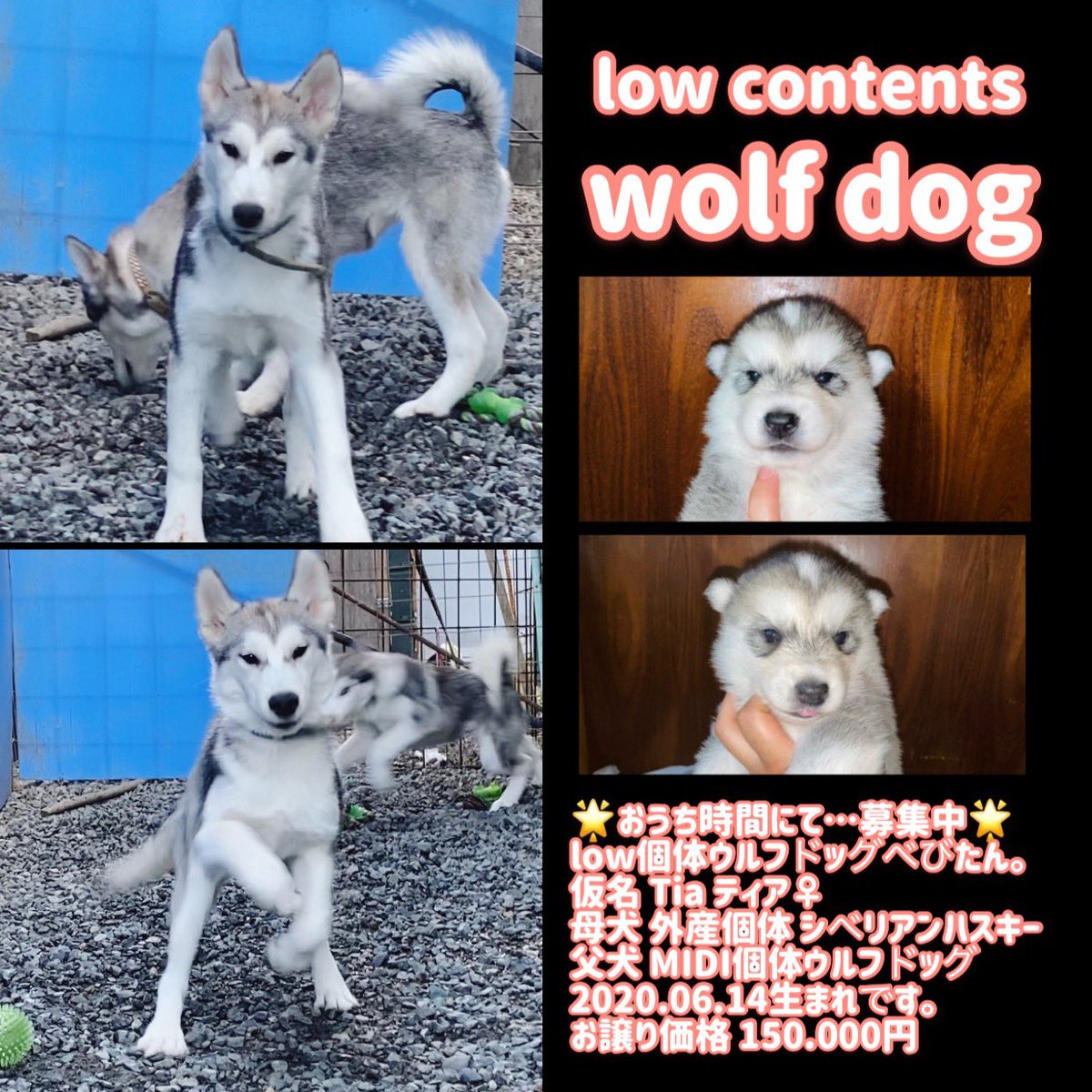 Simryoung 飼い主様募集中 ウルフドッグ ハイブリッドウルフ オオカミ犬 狼犬 Low Low個体 ウルフ Wolf Wolfhybrid Wolfdog Wolfdogpuppy Lowcontent シベリアンハスキー ハスキー Siberianhusky