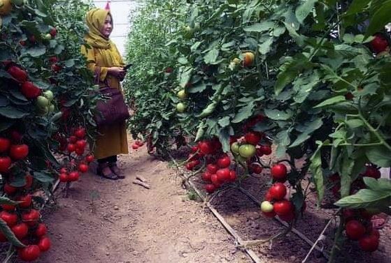 Afghanistan_5's tweet photo. More than 1,000 small-size family farms are established in different parts of Afghanistan only this year. Most of these new farms are run by female entrepreneurs. 
The products have made significant positive changes in the local markets, both in price and quantity.
🌾 https://t.co/n7papbGh7C