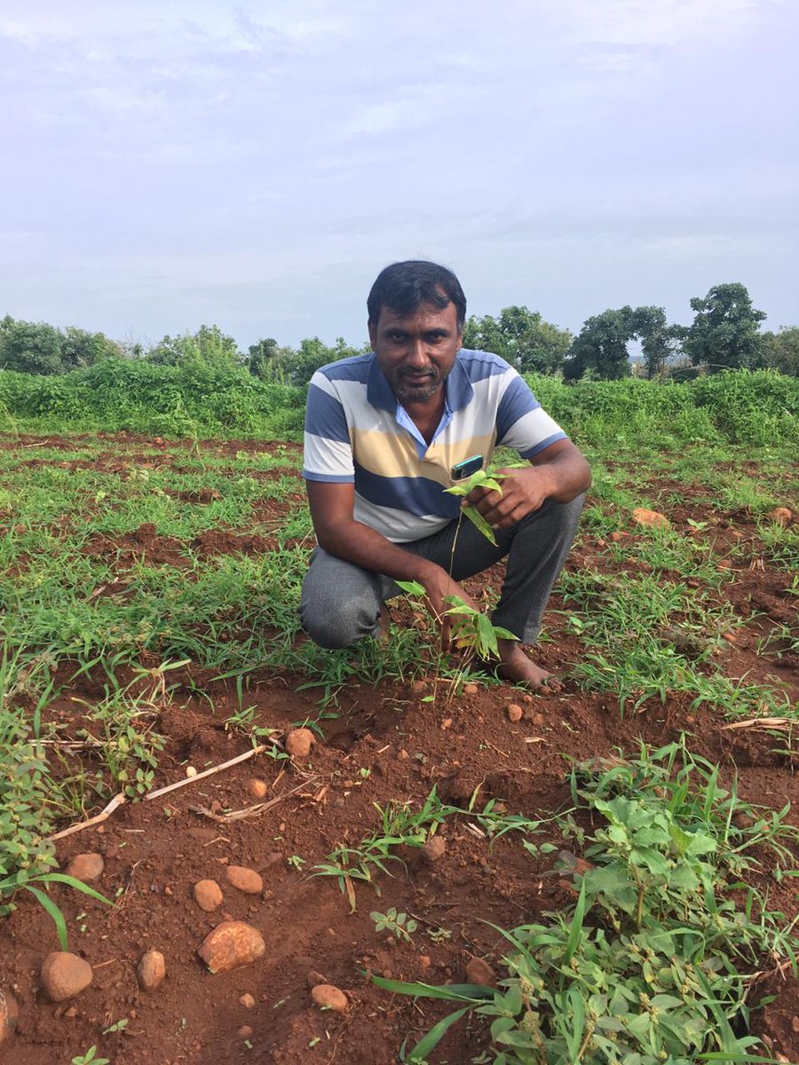rallyforrivers's tweet photo. #ChroniclesOfNadiVeeras: Our Nadiveeras at #RFRYavatmal helped 32 farmers to grow 6600 saplings of Bambusa balcooa and Bambusa tulda varieties of bamboo for faster economic returns. Jubilant farmers offered Nadi Veeras the first sapling to plant as a token of their gratitude. https://t.co/GRShrOQwH4
