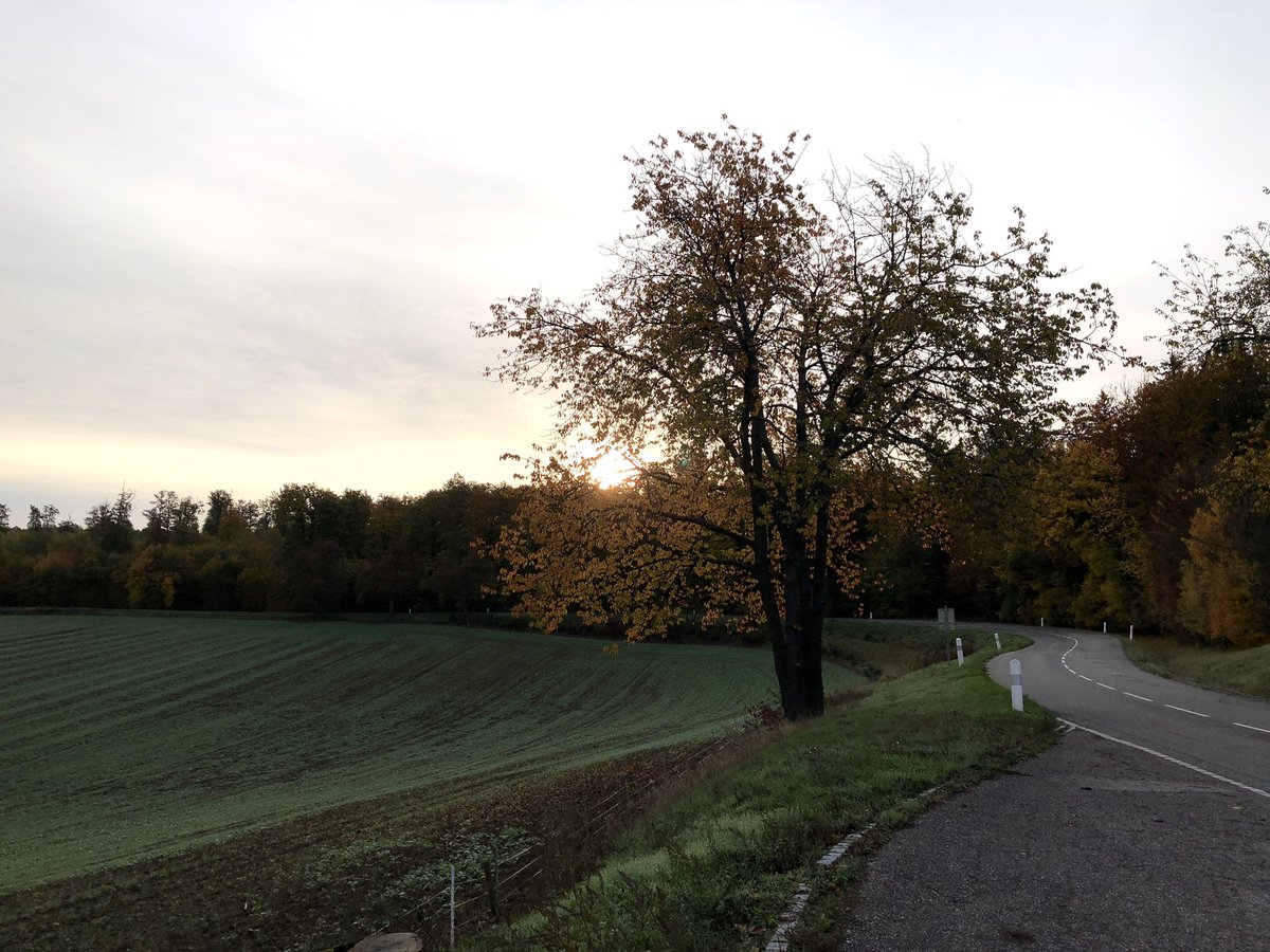 CorsicaBenji2a's tweet photo. Rouler sous les couleurs d’Automne 🍂🍁 #MagnifiqueFrance #Alsace #Climbach https://t.co/Vy1lVZn8cr
