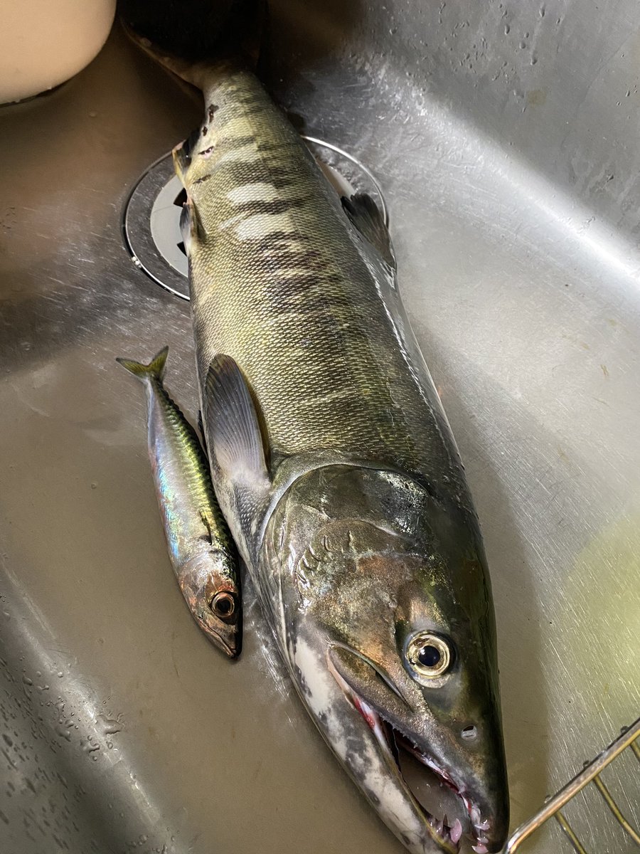 Akira 今年2本目 今日はソロ釣行でした 能取湖口にて サバも釣れた アキアジ アキアジ釣り 鮭 Akira 今年2本目 今日はソロ釣行でした 能取湖口にて サバも釣れた アキアジ アキアジ釣り 鮭