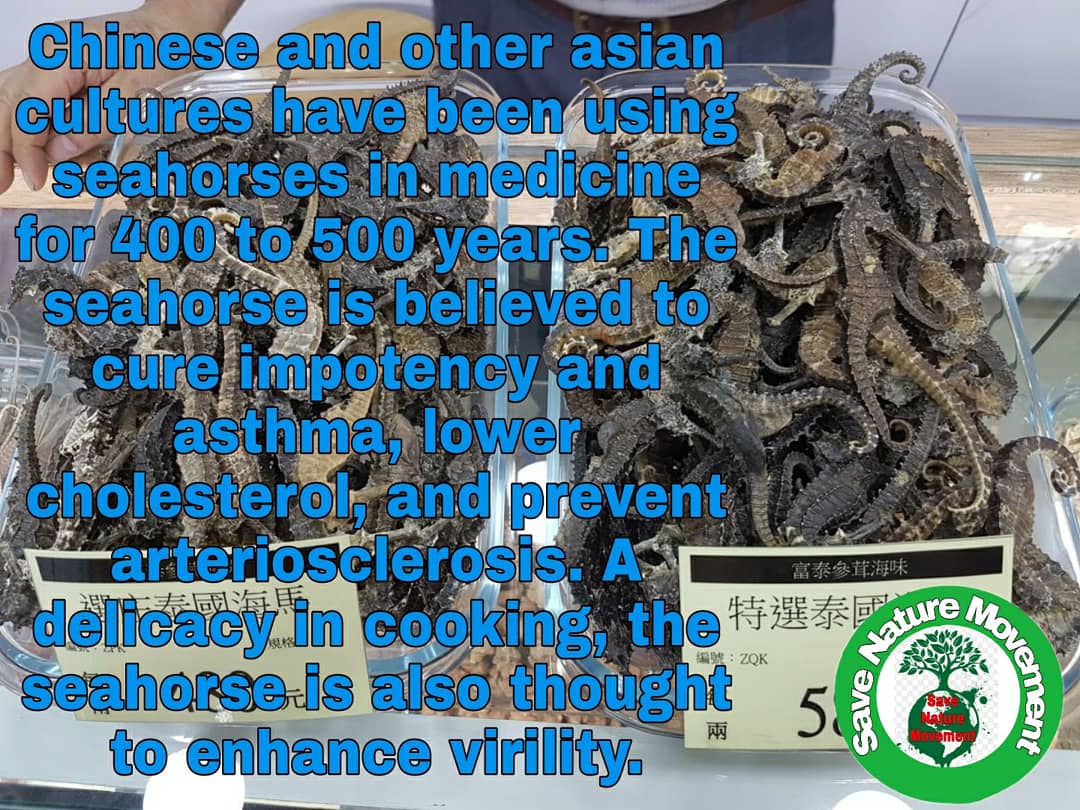 EcologicalReco_'s tweet photo. The threats seahorses face are many. Overfishing, destruction of habitat, bycatch, and ocean plastic pollution are all things that are having devastating impacts on many species of seahorses. 
#SaveNatureMovement #TellTheTruth #GlobalWarming #ClimateChange #ClimateCrisis https://t.co/3hD4afEAYl