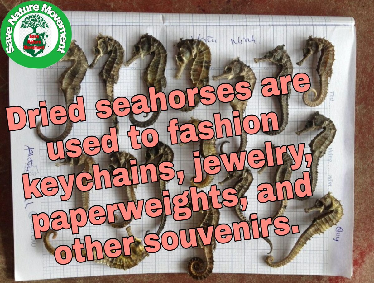 EcologicalReco_'s tweet photo. The threats seahorses face are many. Overfishing, destruction of habitat, bycatch, and ocean plastic pollution are all things that are having devastating impacts on many species of seahorses. 
#SaveNatureMovement #TellTheTruth #GlobalWarming #ClimateChange #ClimateCrisis https://t.co/3hD4afEAYl