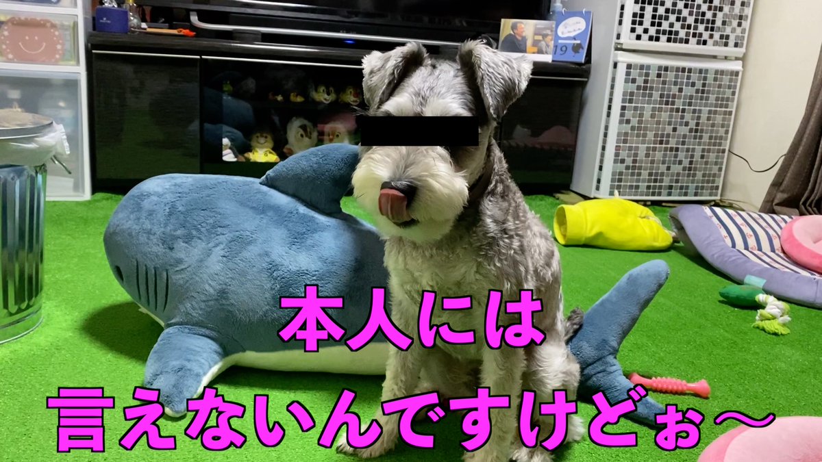 もんべぇ ケンカ ミニチュアシュナウザーの乱闘を撮ってみた T Co Tuehwg3k7o Via Youtube ミニチュアシュナウザー 仲良し兄弟 多頭飼い じゃれあい