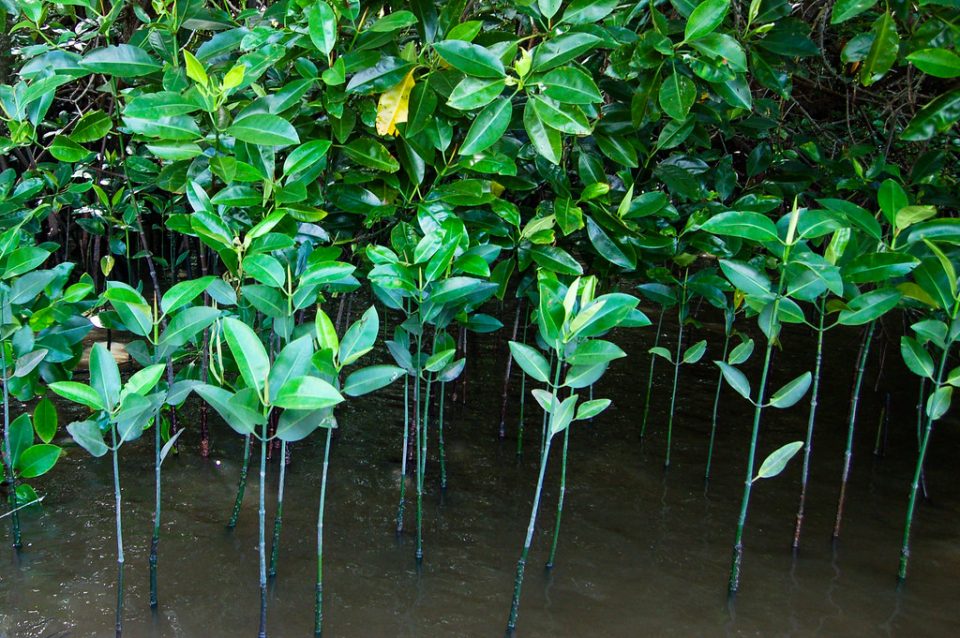 WorldviewInter1's tweet photo. Indonesian shrimp initiative gains World Economic Forum https://t.co/XL7fI8MuFr 70 percent of Indonesia’s mangrove forests have been damaged or degraded by aquaculture
@Mangroves @Selva_Shrimp @BlueyouAG @IUCN @wef https://t.co/a0JBZKMDzd