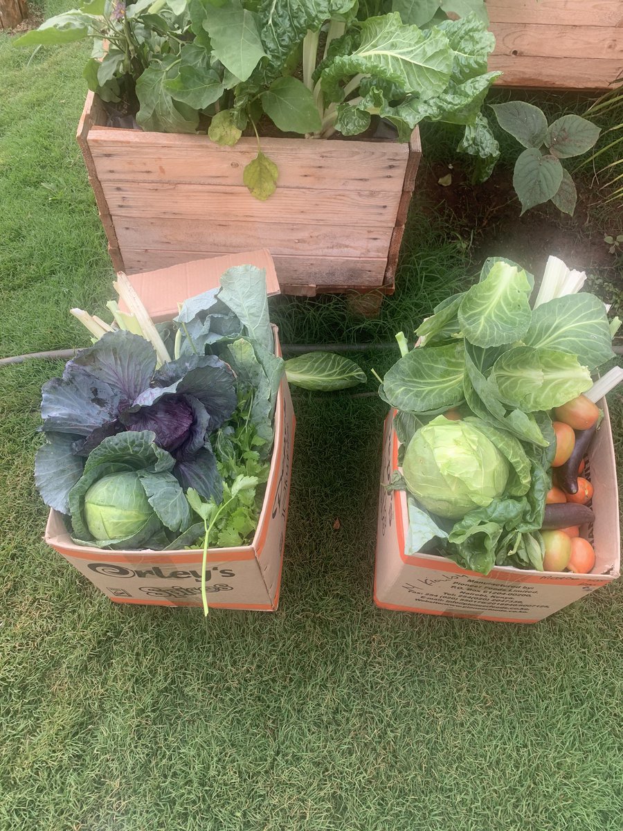 Liz_Kimani's tweet photo. Bumper harvest weekly from our #KitchenGarden! Enough 4 my family, workers, friends! Amazed how veges are flourishing! Giant kales, spinach.. Bigger than I ever saw in our farm in Kiambu (the vege basket). Haven’t used chemicals - Organic fertilizers/pesticides working wonders! https://t.co/TqARLx0ljT