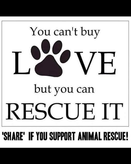 catcastletails's tweet photo. Nothing more to add 🐾 #tailsofcatcastle #adoptdontshop #cats #lovewins https://t.co/1YxsWtCYMT