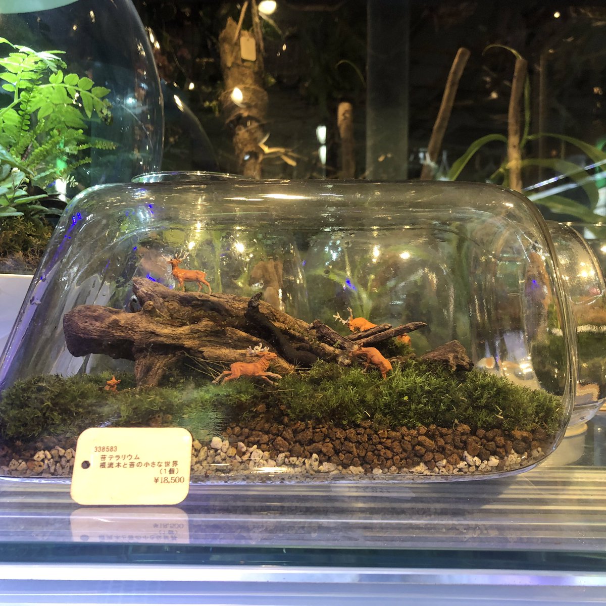 恵比寿店 チャーム公式 Charm Ebisu Twitter
