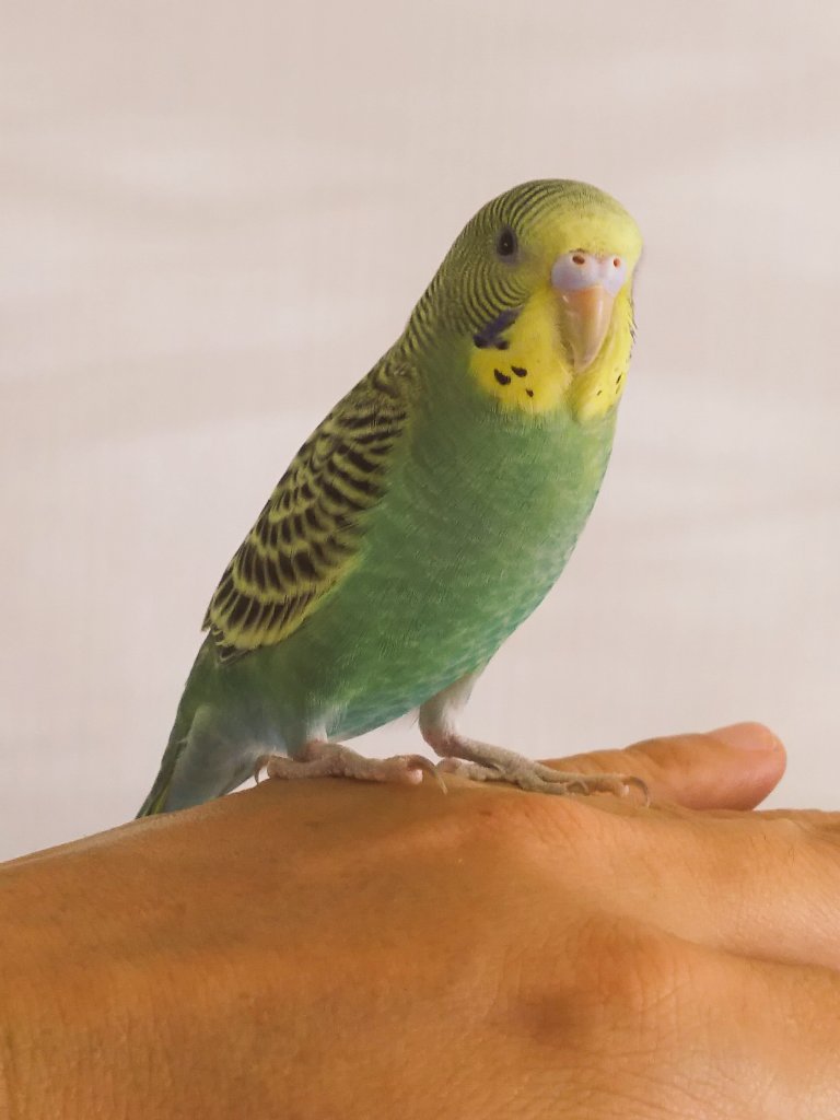 ウッズー 桜橋辺りで セキセイインコが逃げ出しました 3歳のメスです 産卵したばかりなので あまり体力がないと思います 見つけた方はご連絡ください セキセイインコ 静岡市清水区 清水区 せきせいいんこ 迷子鳥 迷い鳥 インコ迷子 いんこ