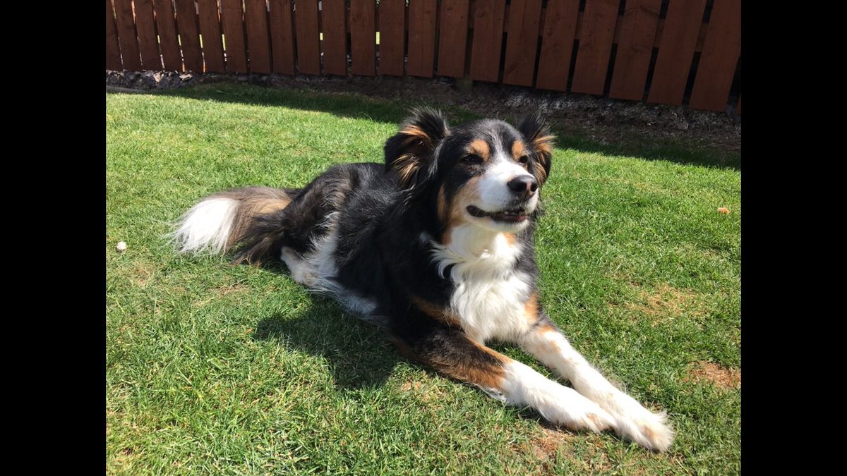 the freedom of spirit trust for border collies