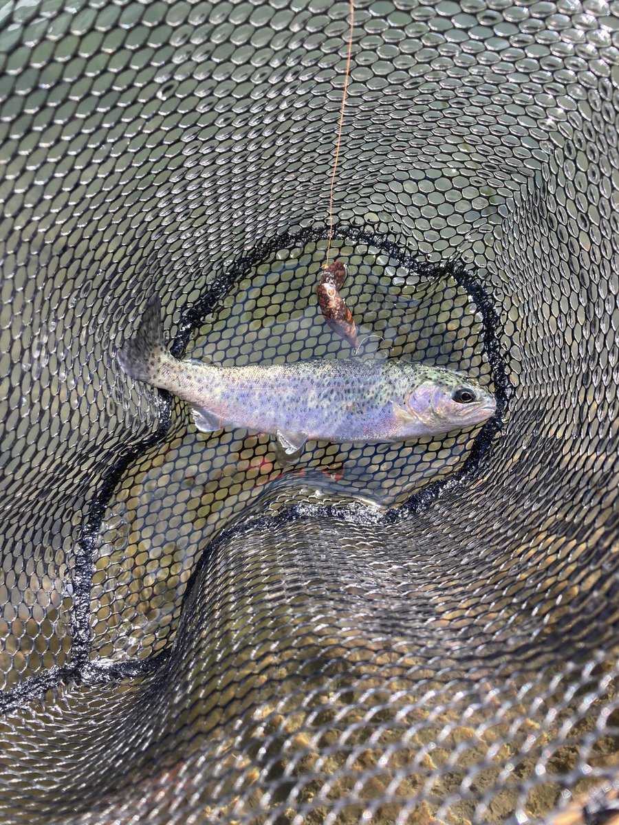 Monster09645368's tweet photo. テンカラ釣り🎣では、ほぼ爆釣と言っていい程釣れた😄尺サイズもヒット😄ルアーは、初心者用の池がオープンになってこそポツポツ釣れた〜😆ルアーはスレきっていて難しい😅
まぁ、テンカラで楽しませてもらいました😁
#管釣り #鱒蔵 #ニジマス #テンカラ釣り #ルアー釣り #飛騨高山市 https://t.co/n7nu6vSK8s