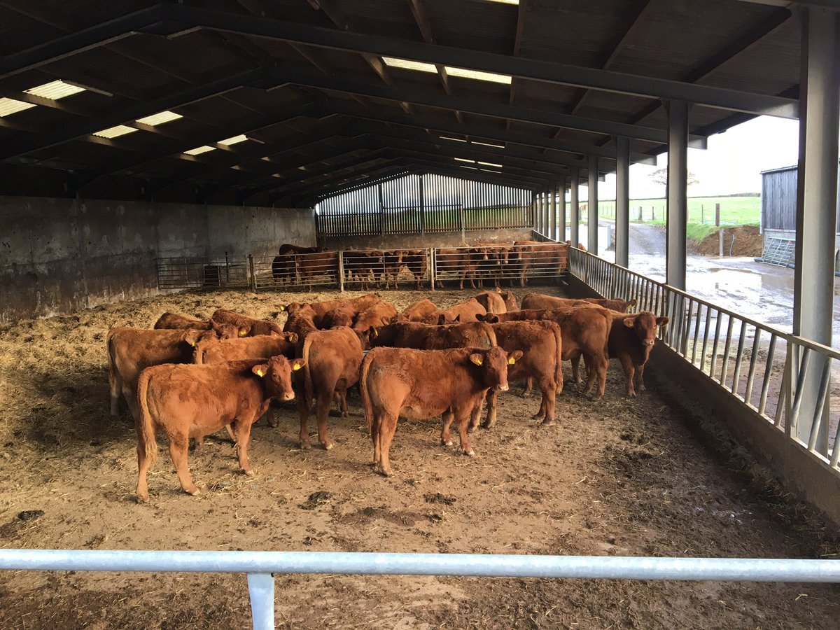 Weaning the first batch of calves from the two year old heifers . We always do them ahead of the main herd. #southdevons #2yearoldcalving