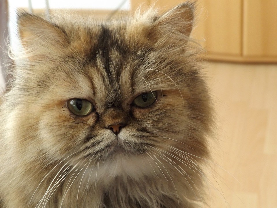 I present to you the ultimate thread:Star Trek characters as cats!