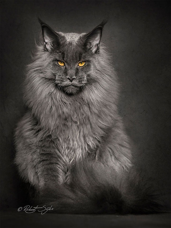 I present to you the ultimate thread:Star Trek characters as cats!