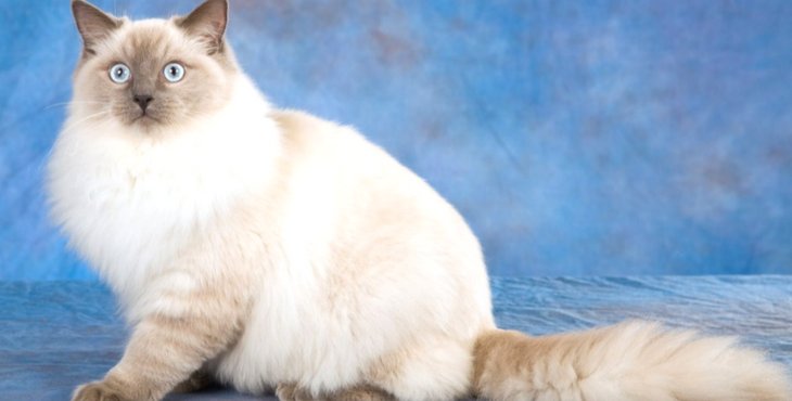 I present to you the ultimate thread:Star Trek characters as cats!